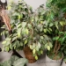 Silk Plants, Various Styles and Pots